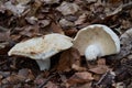 Edible mushroom Lactifluus piperatus in the beech forest. Known as Peppery Milkcap.