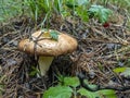 Edible mushroom with the Latin name Russula foetens grows in the forest