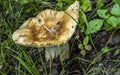 Edible mushroom with the Latin name Russula foetens grows in the forest