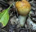 Young edible mushroom with the Latin name Russula foetens grows in the forest