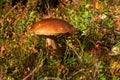 Edible mushroom (Leccinum)