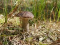 Edible mushroom leccinum scabrum Royalty Free Stock Photo
