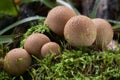 Edible mushroom Lycoperdon pyriforme in the beech forest. Also known as pear-shaped puffball or stump puffball.