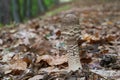 Edible mushroom Macrolepiota procera in pine-beech forest. Royalty Free Stock Photo