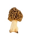 Edible mushroom Morel closeup isolated on white