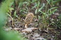 Edible mushroom morel in nature