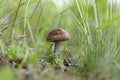 Edible mushroom orange birch bolete Leccinum versipelle in the natural environment, selective focus. Close up view of young oran Royalty Free Stock Photo