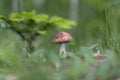 Edible mushroom orange birch bolete Leccinum versipelle in the natural environment, selective focus. Close up view of young oran Royalty Free Stock Photo