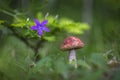 Edible mushroom orange birch bolete Leccinum versipelle in the natural environment, selective focus. Close up view of young oran Royalty Free Stock Photo