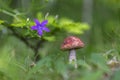 Edible mushroom orange birch bolete Leccinum versipelle in the natural environment, selective focus. Close up view of young oran Royalty Free Stock Photo