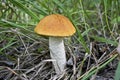 Edible mushroom Orange-cap boletus Leccinum aurantiacum with a red cap among the grass in a summer forest. Harvesting mushrooms Royalty Free Stock Photo