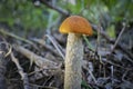 Edible mushroom Orange-cap boletus Leccinum aurantiacum with a red cap among the grass in a summer forest. Harvesting mushrooms Royalty Free Stock Photo