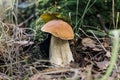 Edible mushroom penny bun in the forest, macro. Beautiful mushroom boletus edulis, ceps, porcini on green grass background close Royalty Free Stock Photo