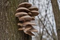 Edible mushroom Pleurotus ostreatus in the floodplain forest. Known as pearl oyster or tree oyster mushroom. Royalty Free Stock Photo