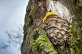 Edible mushroom Pleurotus ostreatus known as oyster mushroom