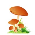 Edible mushroom porcini with grass on white Royalty Free Stock Photo