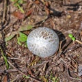 Edible mushroom Porhovka lead-grey Bovista plumbea Royalty Free Stock Photo