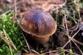 Edible mushroom, probably bay bolete, among moss in a forest.