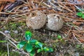 Edible mushroom Puffball spiny Latin. Lycoperdon perlatum