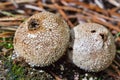 Edible mushroom Puffball spiny Latin. Lycoperdon perlatum