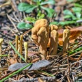 Edible mushroom Rogatec reed, clavariadelphus reed lat. Clavar