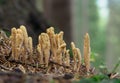 Edible mushroom Rogatec reed, clavariadelphus reed - lat. Clavariadelphus ligula