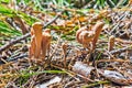Edible mushroom Rogatec reed, clavariadelphus reed lat. Clavar
