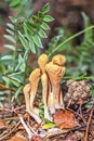 Edible mushroom Rogatec reed, clavariadelphus reed lat. Clavar