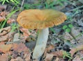 Edible mushroom Russula foetens Royalty Free Stock Photo