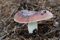 Edible mushroom Russula vesca in the spruce forest. Known as The Flirt. Royalty Free Stock Photo