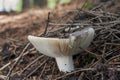 Edible mushroom Russula vesca in the spruce forest. Known as The Flirt. Royalty Free Stock Photo