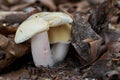 Edible mushroom Russula violeipes in the beech forest. Known as velvet brittlegill.