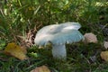 Edible mushroom Russula virescens in the birch forest. Known as Green Russula or Greencracked Brittlegill. Royalty Free Stock Photo