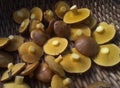 Edible mushroom Suillus bovinus Royalty Free Stock Photo