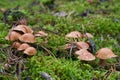 Edible mushroom Suillus bovinus in the pine forest. Royalty Free Stock Photo