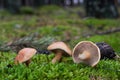 Edible mushroom Suillus bovinus in the pine forest. Royalty Free Stock Photo