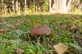 Edible mushroom Suillus luteus