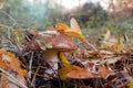 Edible mushroom Suillus luteus growing in a forest of pine needles and leaves yellowed autumn Royalty Free Stock Photo