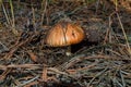 Edible mushroom Suillus luteus growing in the pine forest. Mushroom closeup. Soft selective focus Royalty Free Stock Photo