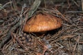 Edible mushroom Suillus luteus growing in the pine forest. Mushroom and pine cone close up. Soft selective focus Royalty Free Stock Photo