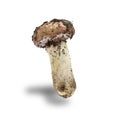Edible mushroom Suillus luteus isolated on white background Royalty Free Stock Photo