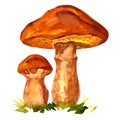 Edible mushroom Suillus luteus Royalty Free Stock Photo