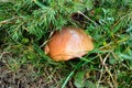 Edible mushroom under the fir branch