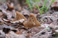 Edible mushroom Verpa bohemica, commonly known as the early morel or the wrinkled thimble-cap close-up. Delicious spring mushroom