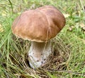 Edible mushroom (Boletaceae) in the autumn forest