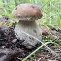 Edible mushroom (Boletaceae)