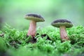 Edible mushroom Xerocomellus chrysenteron formerly known as Boletus chrysenteron