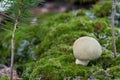 Edible mushroom Xerocomus subtomentosus in the beech forest. Known as Suede Bolete or Boring Brown Bolete.