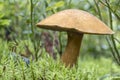 Edible mushroom xerocomus subtomentosus in moss macro