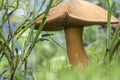 Edible mushroom xerocomus subtomentosus in moss macro